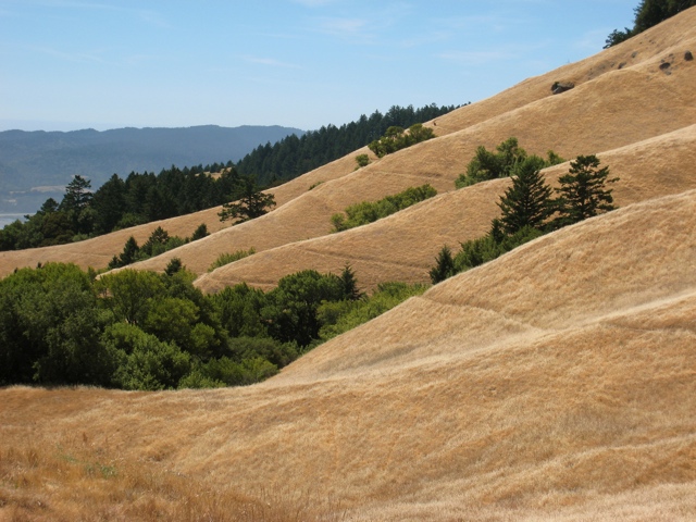 Mount Tamalpais