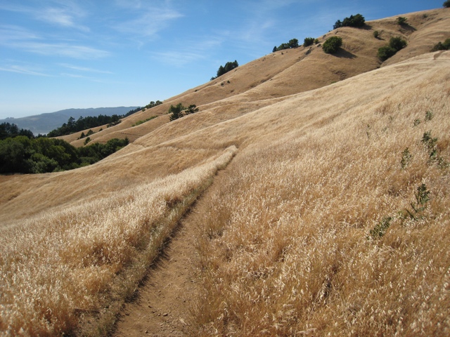 Mount Tamalpais