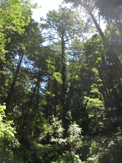 Mount Tamalpais