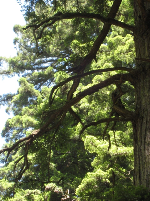 Mount Tamalpais
