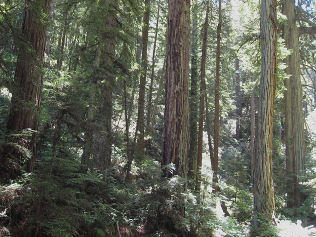 Mount Tamalpais