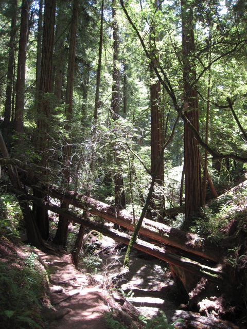 Mount Tamalpais