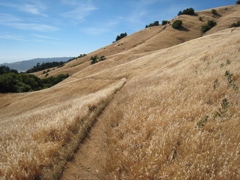 Mount Tamalpais