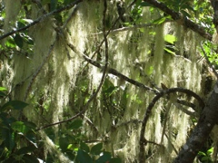 Mount Tamalpais