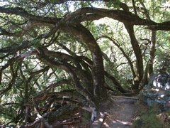 Mount Tamalpais