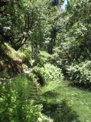 Mount Tamalpais