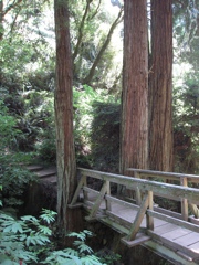 Mount Tamalpais
