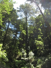 Mount Tamalpais