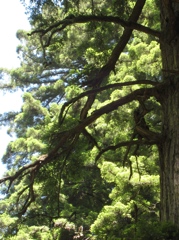 Mount Tamalpais
