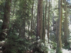 Mount Tamalpais