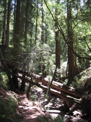 Mount Tamalpais
