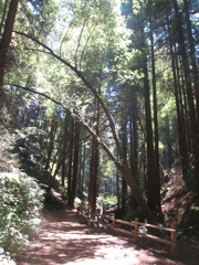 Redwood Regional to Anthony Chabot