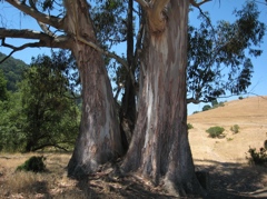 Redwood Regional to Anthony Chabot