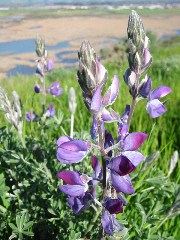 wildflower