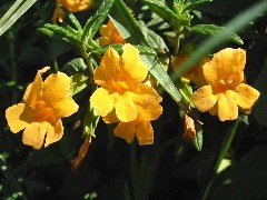 wildflower