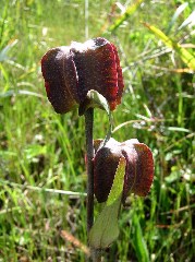 wildflower