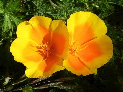 wildflower