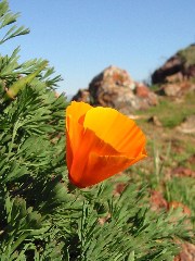 wildflower