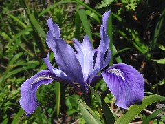 wildflower