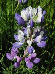wildflower