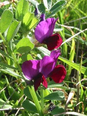 wildflower