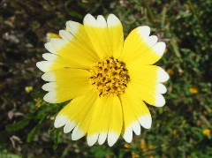wildflower