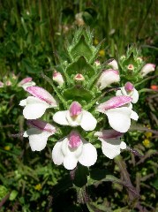 wildflower