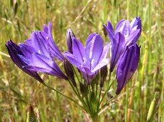 wildflower