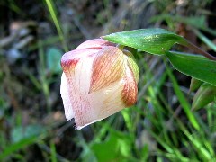 wildflower