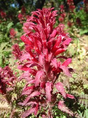 wildflower