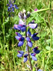 wildflower