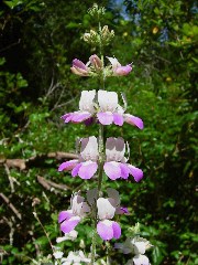 wildflower