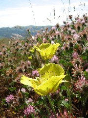 wildflower