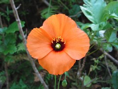 wildflower