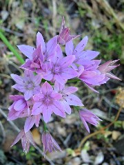 wildflower