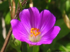 wildflower