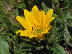 wildflower