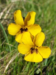 wildflower