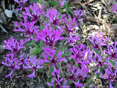 wildflower