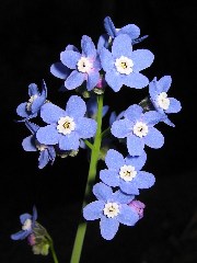 wildflower