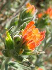 wildflower