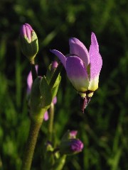 wildflower