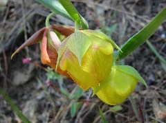 wildflower