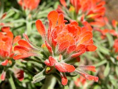 wildflower