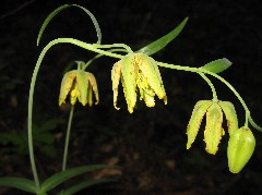 wildflower