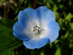 wildflower