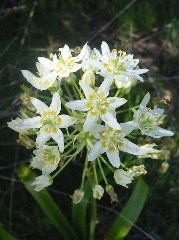 wildflower