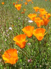 wildflower