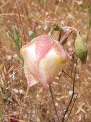 wildflower