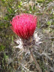 wildflower